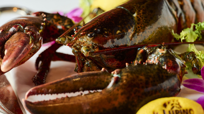 IL LUPINO PRIME - メイン写真: