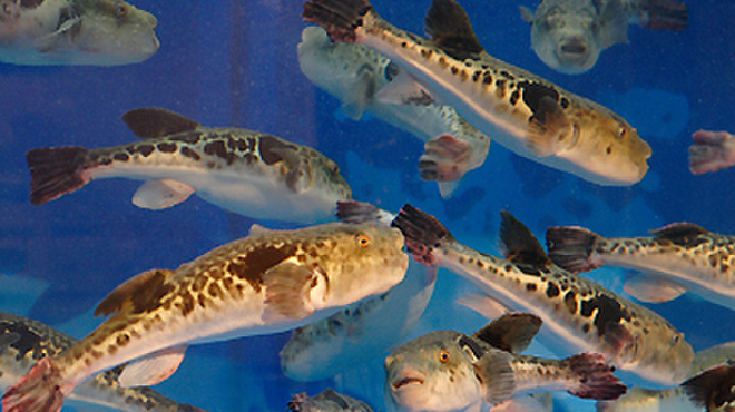 神ふぐ亭 - メイン写真: