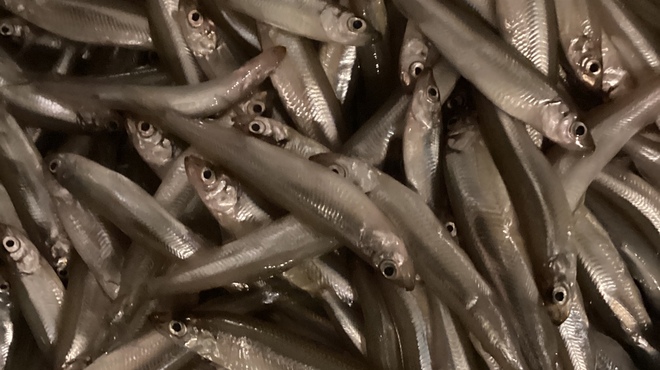 津軽海峡鮮魚店 - メイン写真: