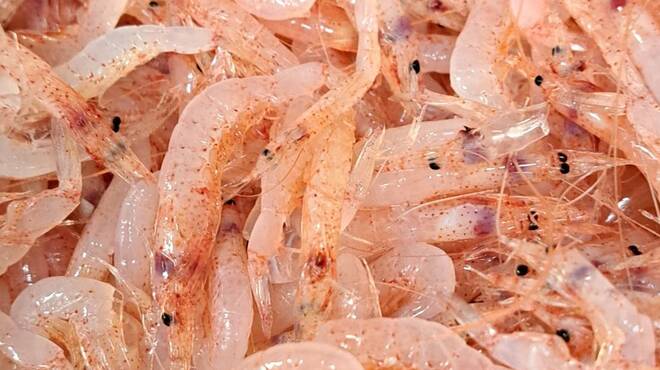 晴庵 - 料理写真:さくらえび