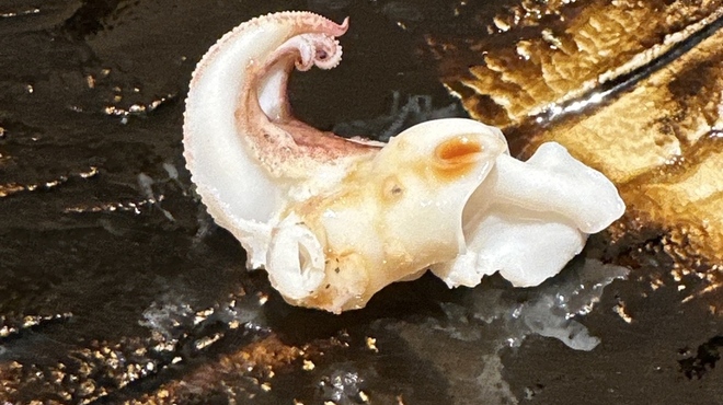 片岡篤司 - 料理写真:ゲソ