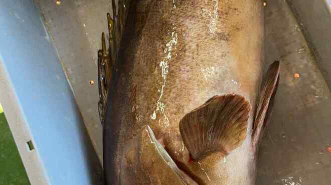 大三 - 料理写真:天然クエ（釣り上げたばかり）