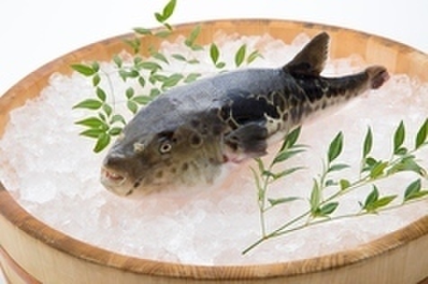 魚々家むてき - メイン写真: