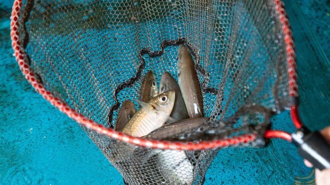 第八飯場丸 - メイン写真: