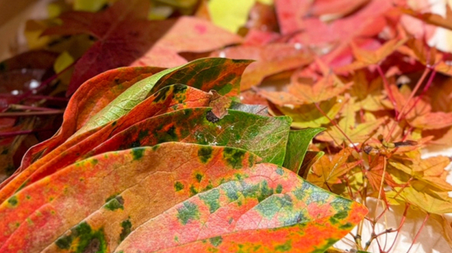 祇園 肉料理おか - メイン写真: