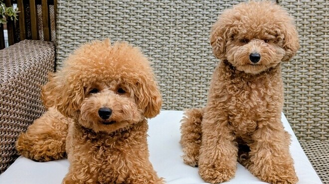 クラージュ - メイン写真: