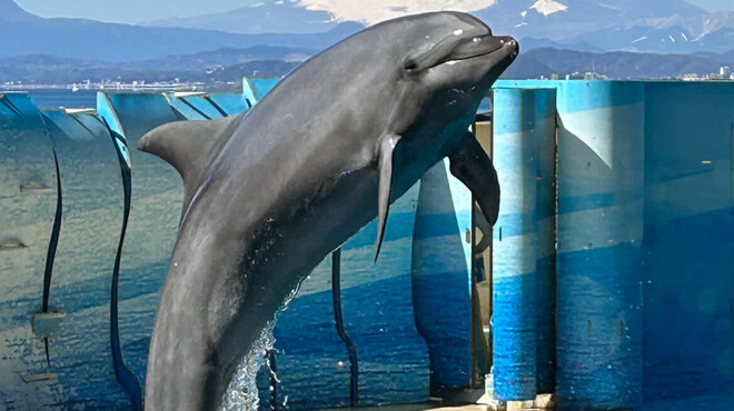 アロハテーブル - メイン写真: