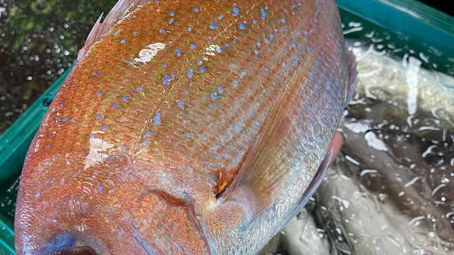 新和食ひとはし - メイン写真: