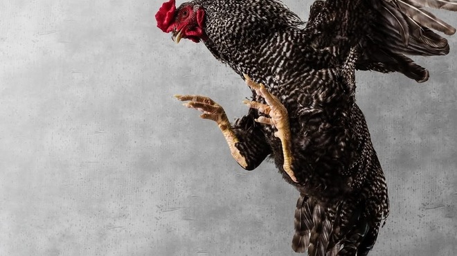 Pizzeria domo - メイン写真: