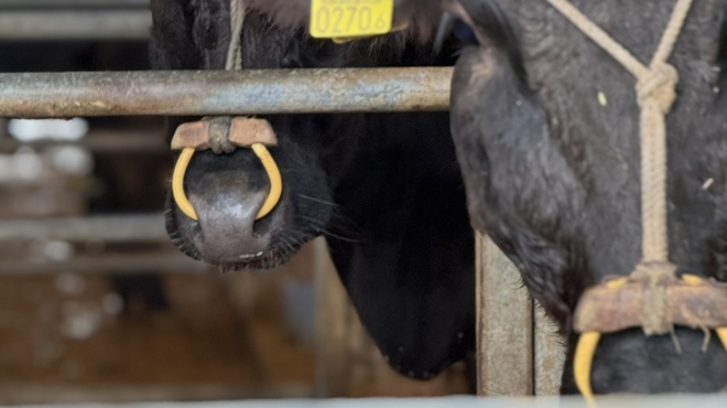 和牛とワイン Lisian - メイン写真: