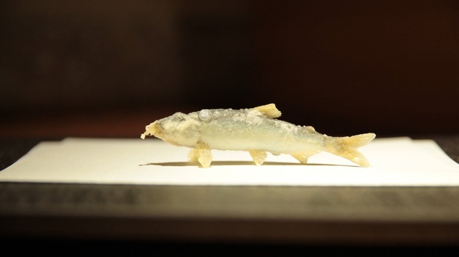 天ぷら 極 草哲 - メイン写真: