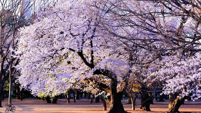 しゃぶしゃぶKINTAN 表参道店 - メイン写真: