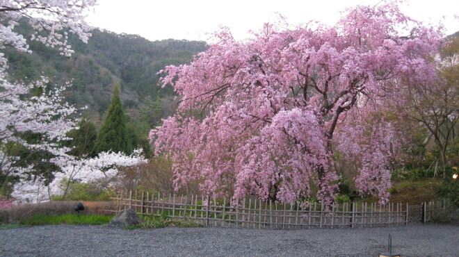 松山閣 松山 本店 - メイン写真: