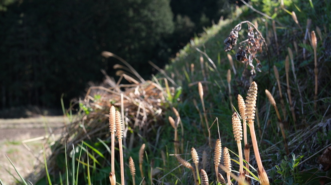 MEI - メイン写真: