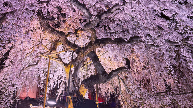 魁本店 - メイン写真: