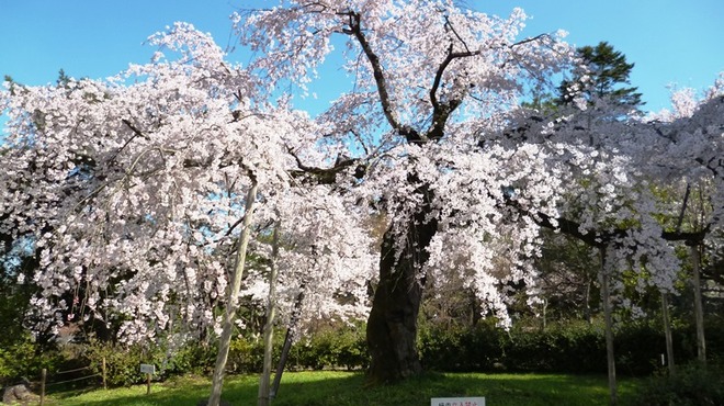 Isobe - メイン写真: