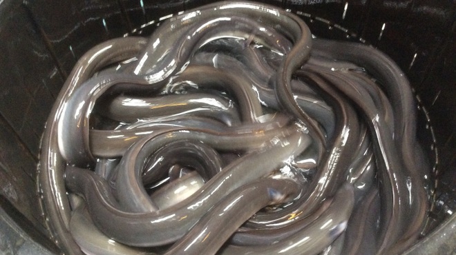 うなぎ 魚政 - その他写真:活鰻