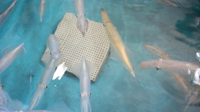 漁師小屋 - メイン写真: