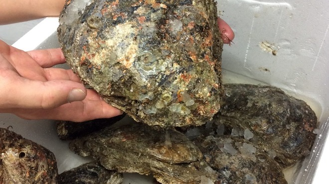 ポン吉 - 料理写真:徳島産岩牡蠣の生牡蠣 