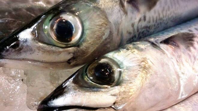 西村商店 - メイン写真: