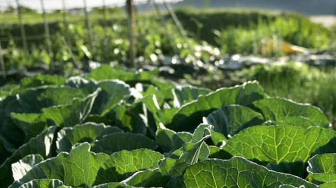 薪の音 - 料理写真:宿の脇に広がる自家菜園から収穫する採れたての野菜