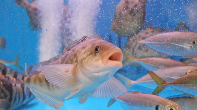 満月 - メイン写真: