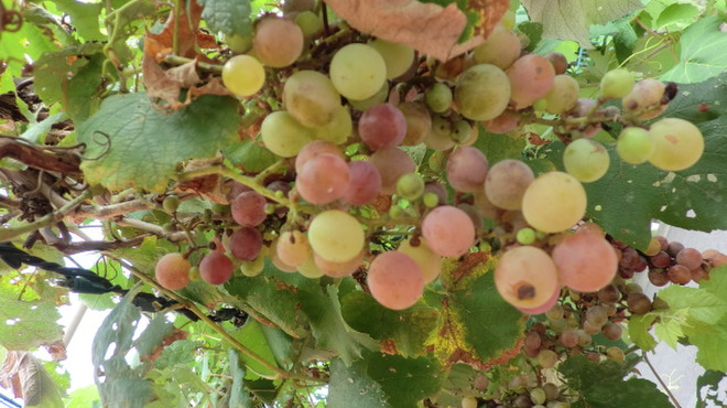 スウィートマカロン ナカイの生パスタ - メイン写真: