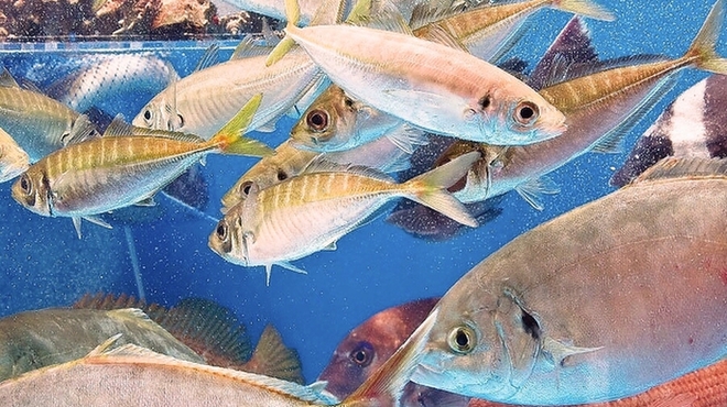 博多魚がし 海の路 - メイン写真: