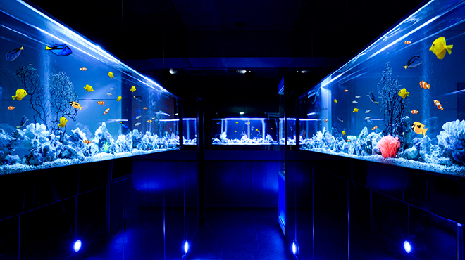 Aquarium個室 青の洞窟 難波店 大阪難波 居酒屋 食べログ