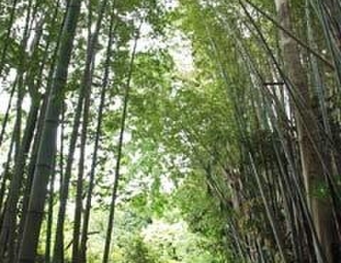 むくの実亭 - 外観写真:お店へ向かう道。緑と竹のアーチが清々しい。