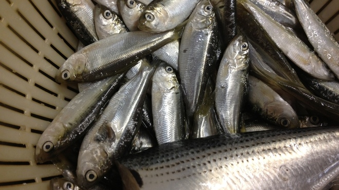 寿し処 今 - メイン写真: