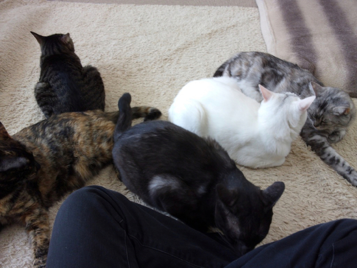 私家版 猫カフェ100選 もないけど その1 東日本 食べログまとめ