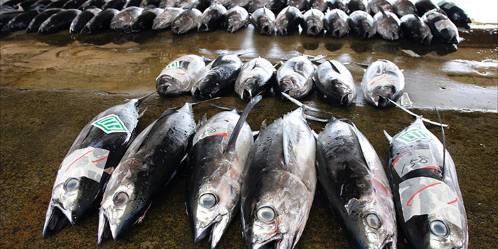 紀伊半島のグルメ 和歌山県紀南 出張の楽しみ 地方のグルメを楽しめるお店 食べログまとめ