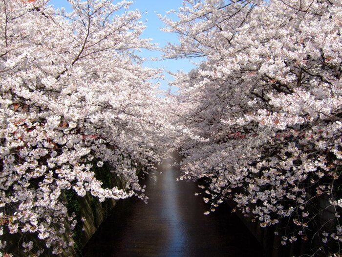 お花見 目黒川の桜を見ながら食事ができるレストラン 5選 食べログまとめ