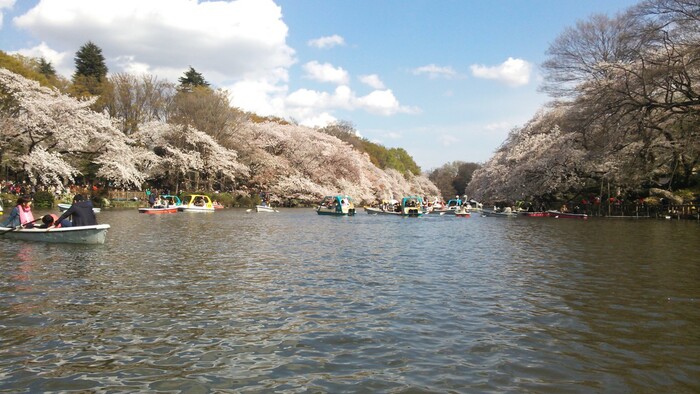 吉祥寺 井の頭公園でお花見するのにお薦めのお店 食べログまとめ