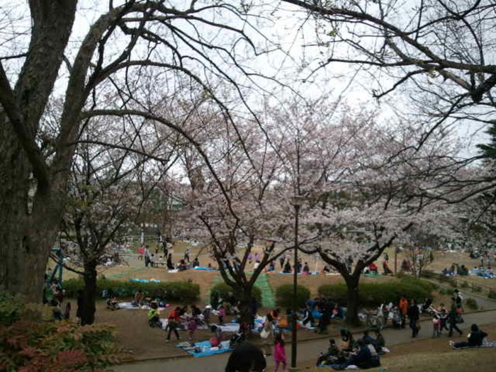 たまプラーザ は街中でお花見が楽しめます 4日5日は 桜まつり が開催されます 食べログまとめ たまプラーザ は街中でお花見が楽しめます 4日5日は 桜まつり が開催されます 食べログまとめ