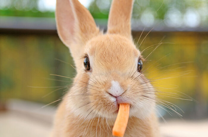 都内 可愛いペット 動物に癒される 癒やしカフェ 食べログまとめ