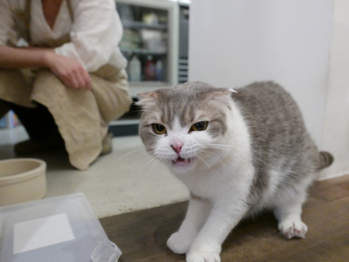 京都市内 ニャンコがいるお店 猫カフェを中心に 食べログまとめ 京都市内 ニャンコがいるお店 猫カフェを中心に 食べログまとめ