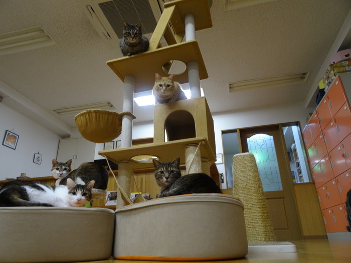 京都市内 ニャンコがいるお店 猫カフェを中心に 食べログまとめ 京都市内 ニャンコがいるお店 猫カフェを中心に 食べログまとめ