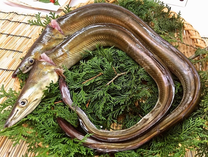 大分グルメ 別府湾水揚げの鱧 はも 料理を食べられるお店 大分県ひじまち 食べログまとめ 大分グルメ 別府湾水揚げの鱧 はも 料理を食べられるお店 大分県ひじまち 食べログまとめ