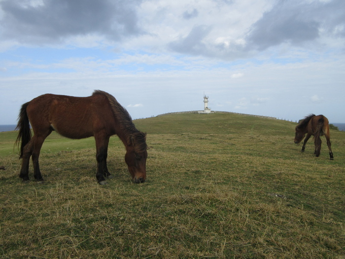 日本最西端の島 与那国島を味わい楽しむ選 食べログまとめ