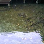 灯鳥 - お店入口の湧き水。こんこんと湧き出てくるそうです