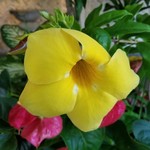 シギラベイサイドスイートアラマンダ - アラマンダの花