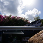 CAMARON SHRIMP WAGON - 