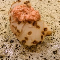 鮨よしかわ 恵比寿 - ホタテ。