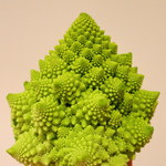 TROIS CUIT ASANUMA - みなさ～ん！　これがロマネスコです。あまりにも美しかったので、写真撮りました。（自宅にて。）