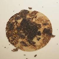 マルゴット エ バッチャーレ - 