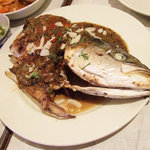 TAPiR - わらさカレー