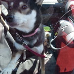 ピッザピッザピッザ - 