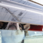 ピッザピッザピッザ - 